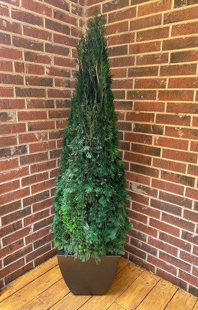 Preserved Emerald Green Arborvitae - 30" to 84" Tall